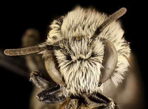 Image of Colletes brevicornis Robertson 1897