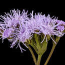 Image of blue mistflower