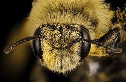 Image of Hairy-banded Andrena