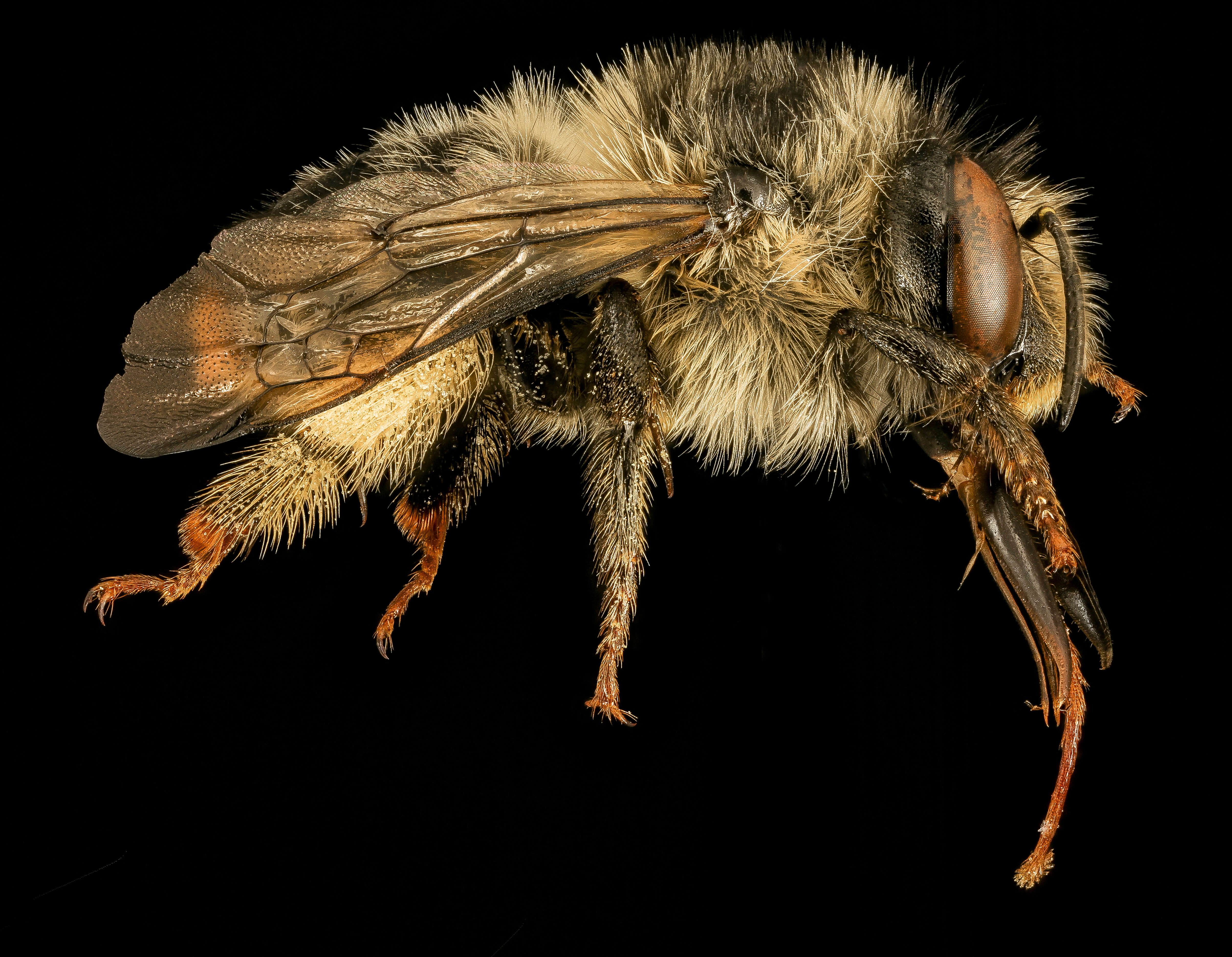 Image of Melissodes apicatus Lovell & Cockerell 1906