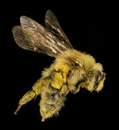 Image of Hairy-banded Andrena