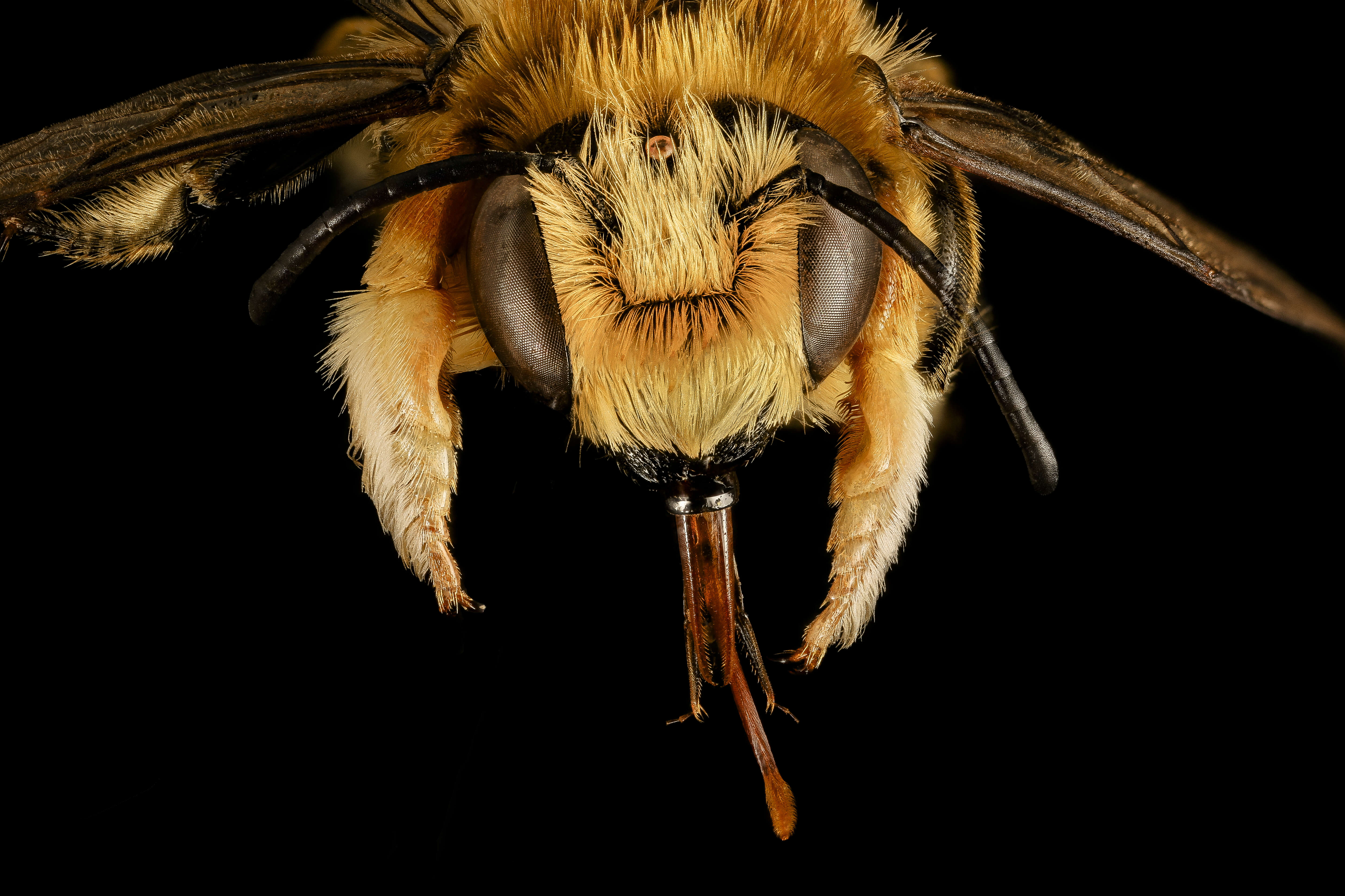 Image of Broad-handed Leaf-cutter Bee