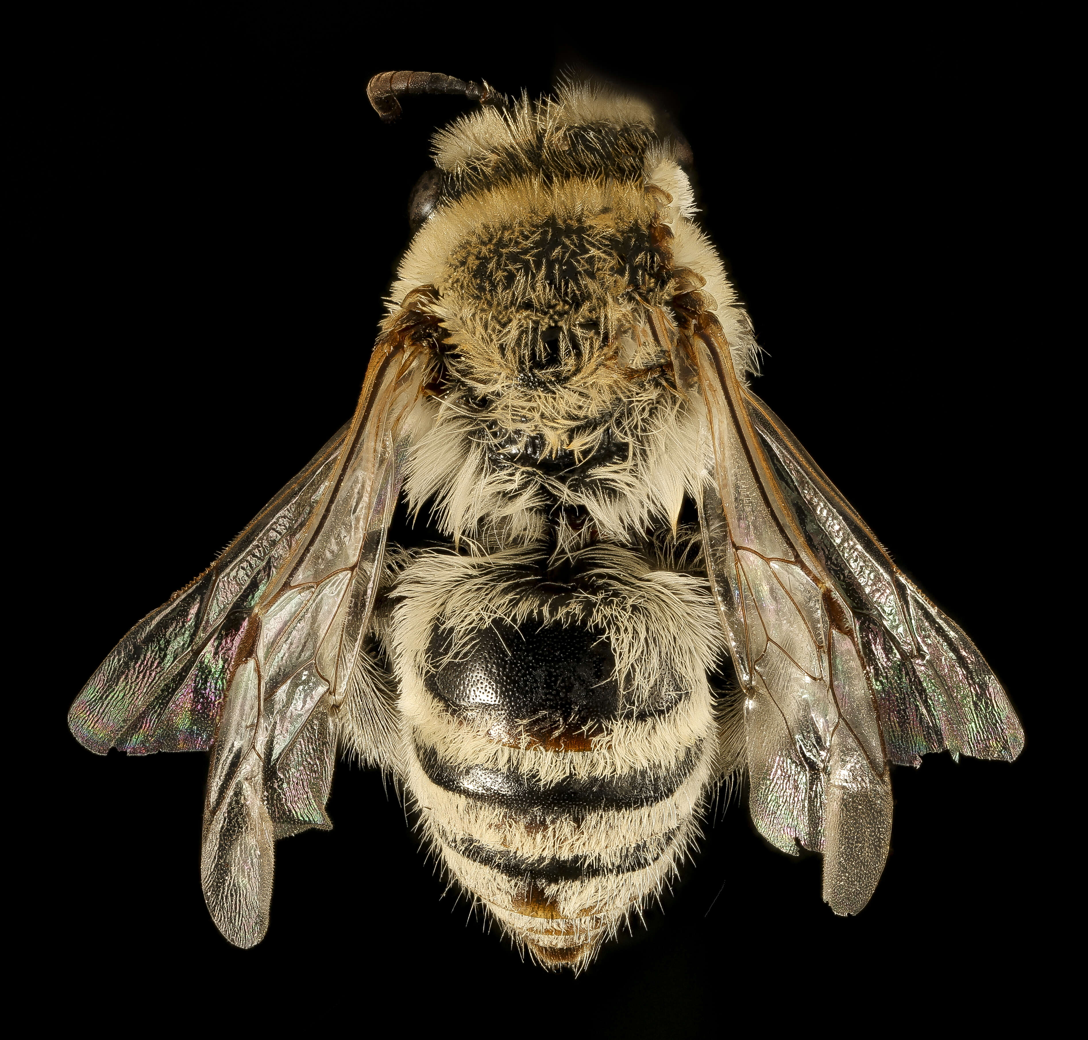 Imagem de Colletes phaceliae Cockerell 1906