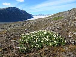 صورة Papaver radicatum subsp. polare Tolm.