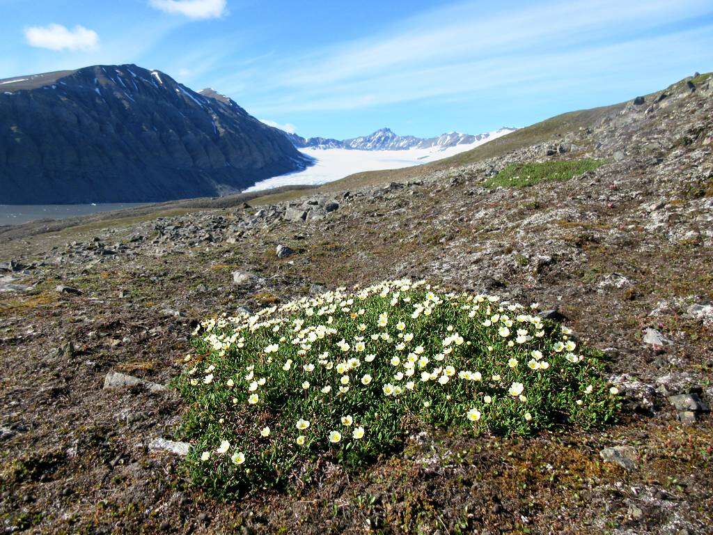 صورة Papaver radicatum subsp. polare Tolm.