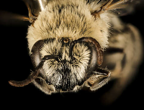 Image of Phacelia Cellophane Bee