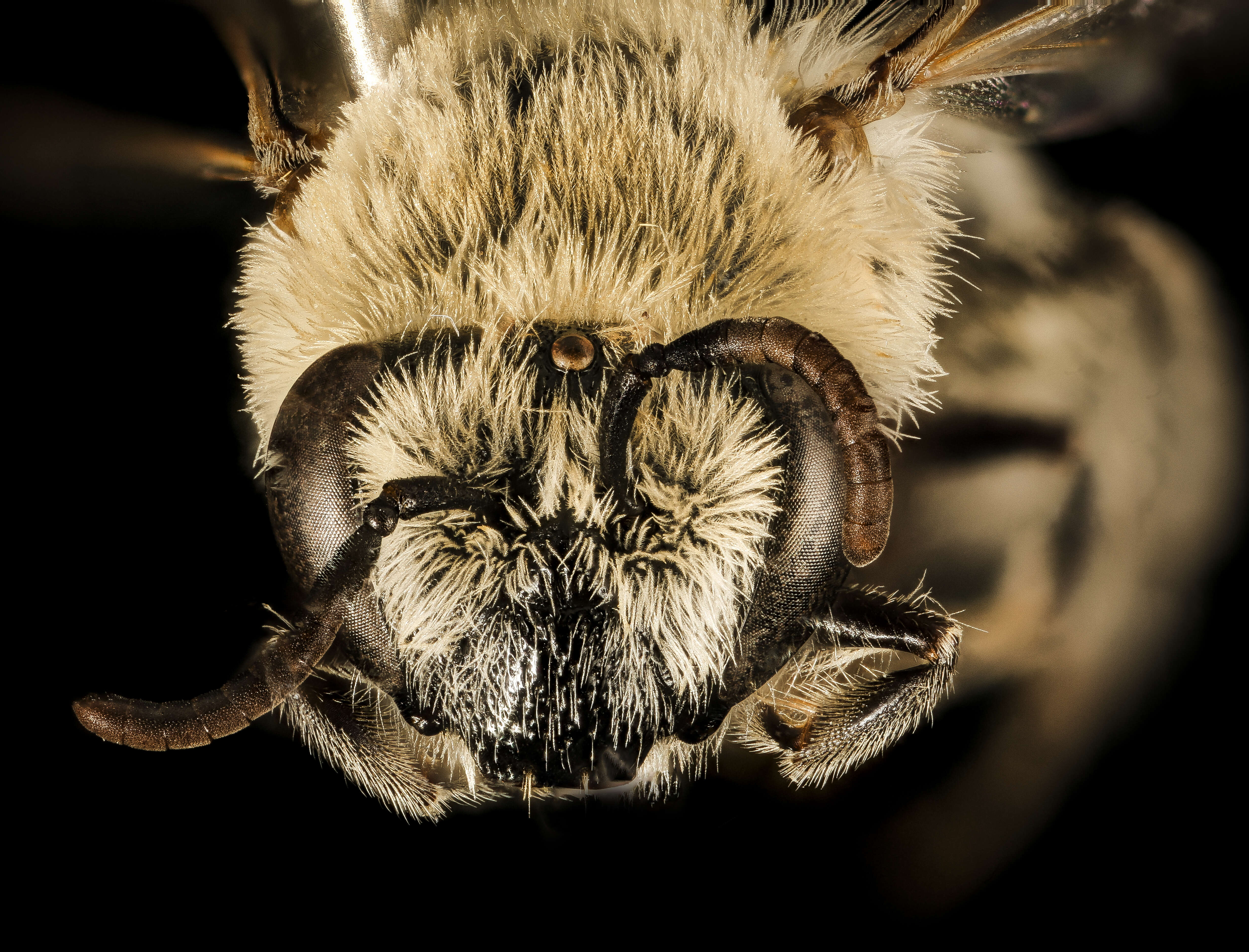 Imagem de Colletes phaceliae Cockerell 1906