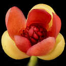 Image of bay starvine