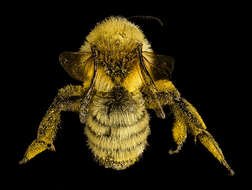 Image of Hairy-banded Andrena