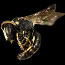Image of Slender-faced Masked Bee