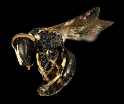 Imagem de Hylaeus leptocephalus (Morawitz 1870)