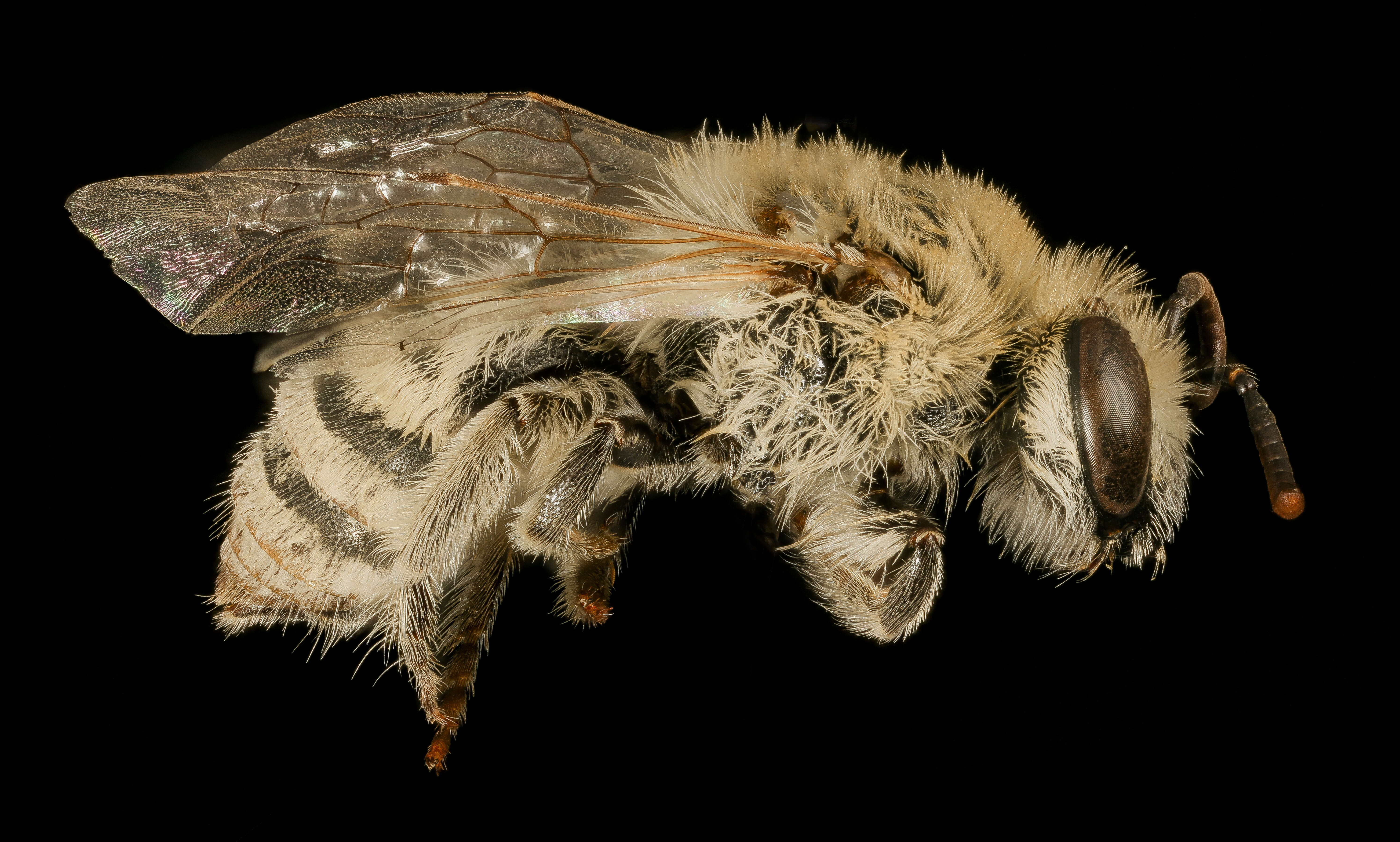 Image of Phacelia Cellophane Bee