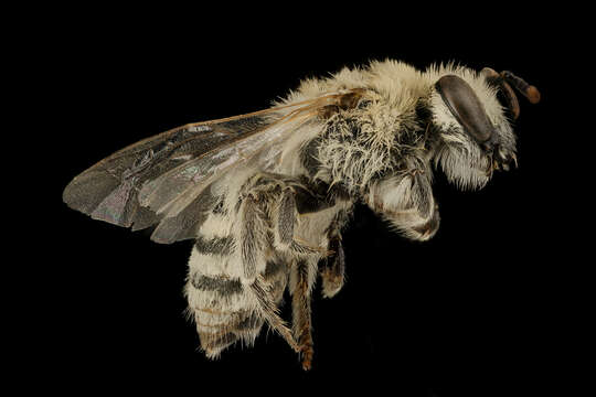 Image of Phacelia Cellophane Bee