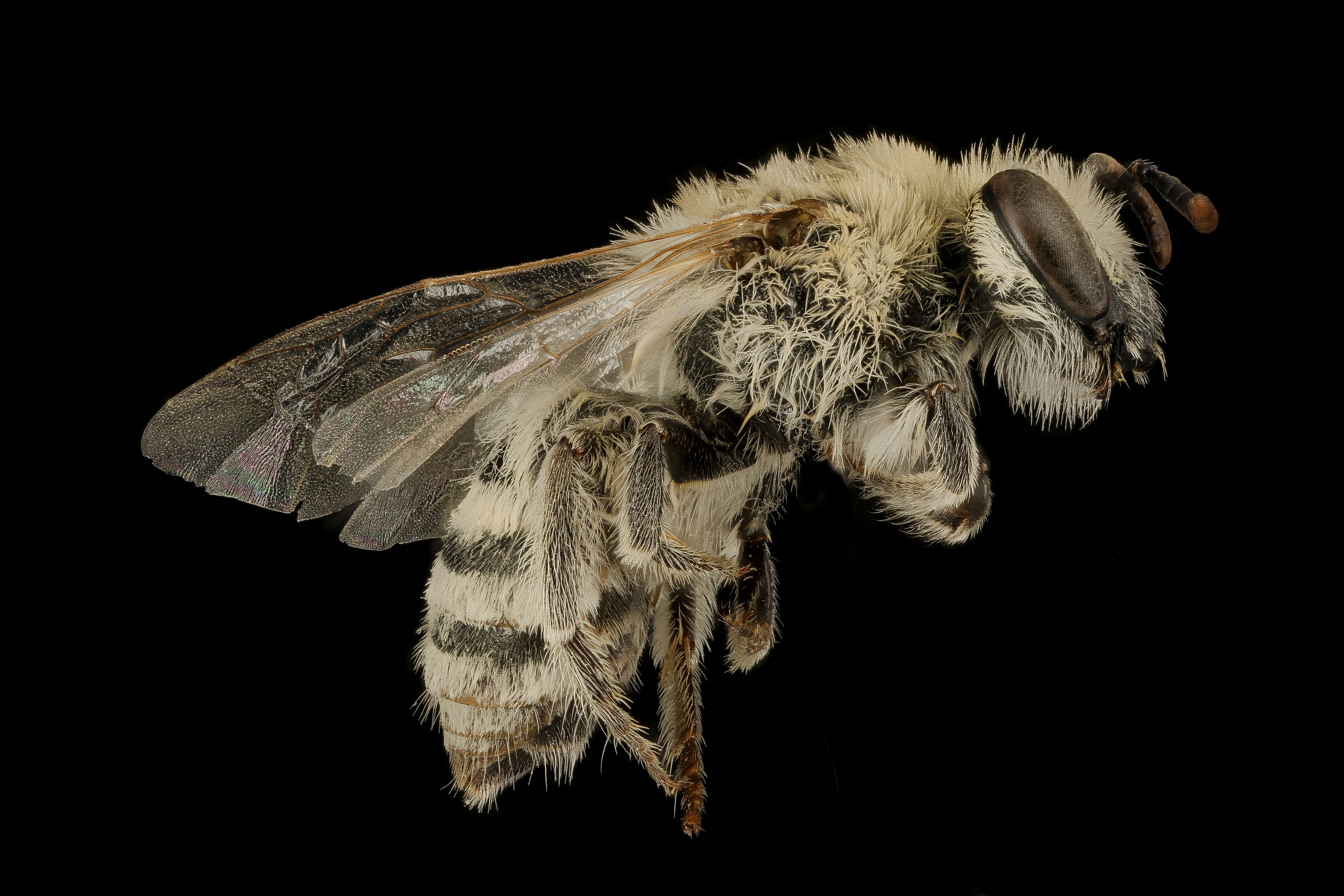 Imagem de Colletes phaceliae Cockerell 1906