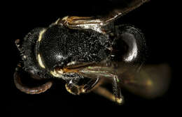 Sivun Hylaeus leptocephalus (Morawitz 1870) kuva