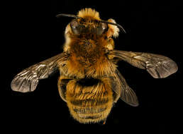 Image of Broad-handed Leaf-cutter Bee