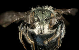 Image of Osmia conjuncta Cresson 1864