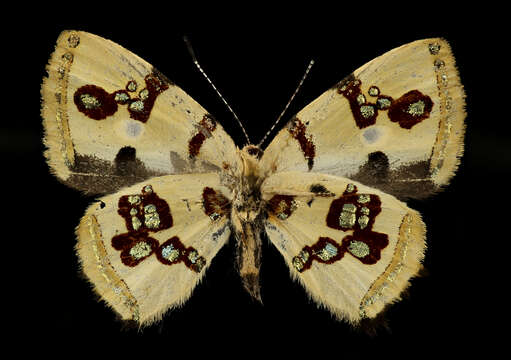 Image of Anteros formosus Cramer 1777