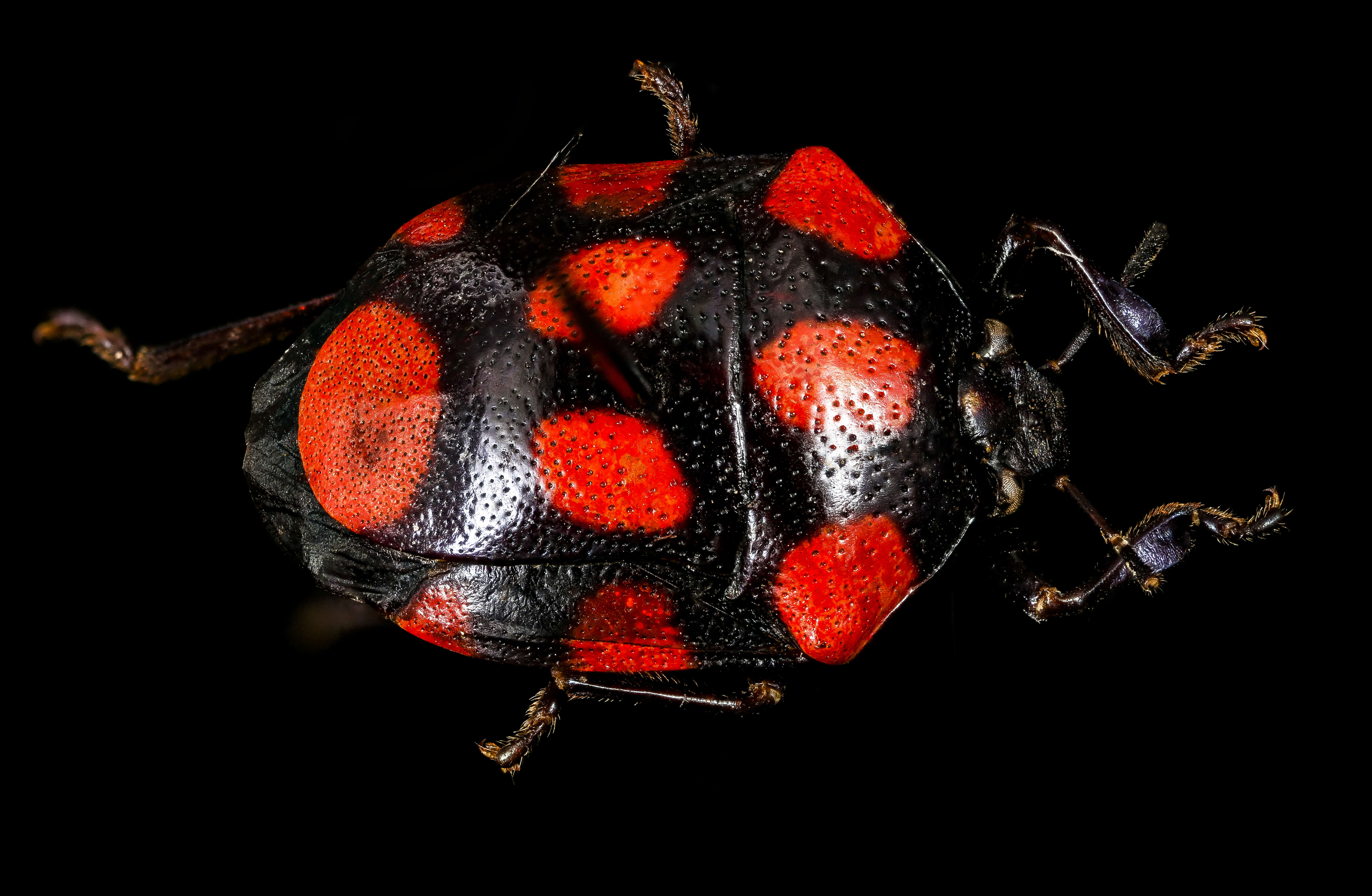 Stiretrus decemguttatus (Lepeletier & Serville 1828) resmi