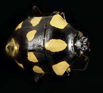 صورة Stiretrus decemguttatus (Lepeletier & Serville 1828)