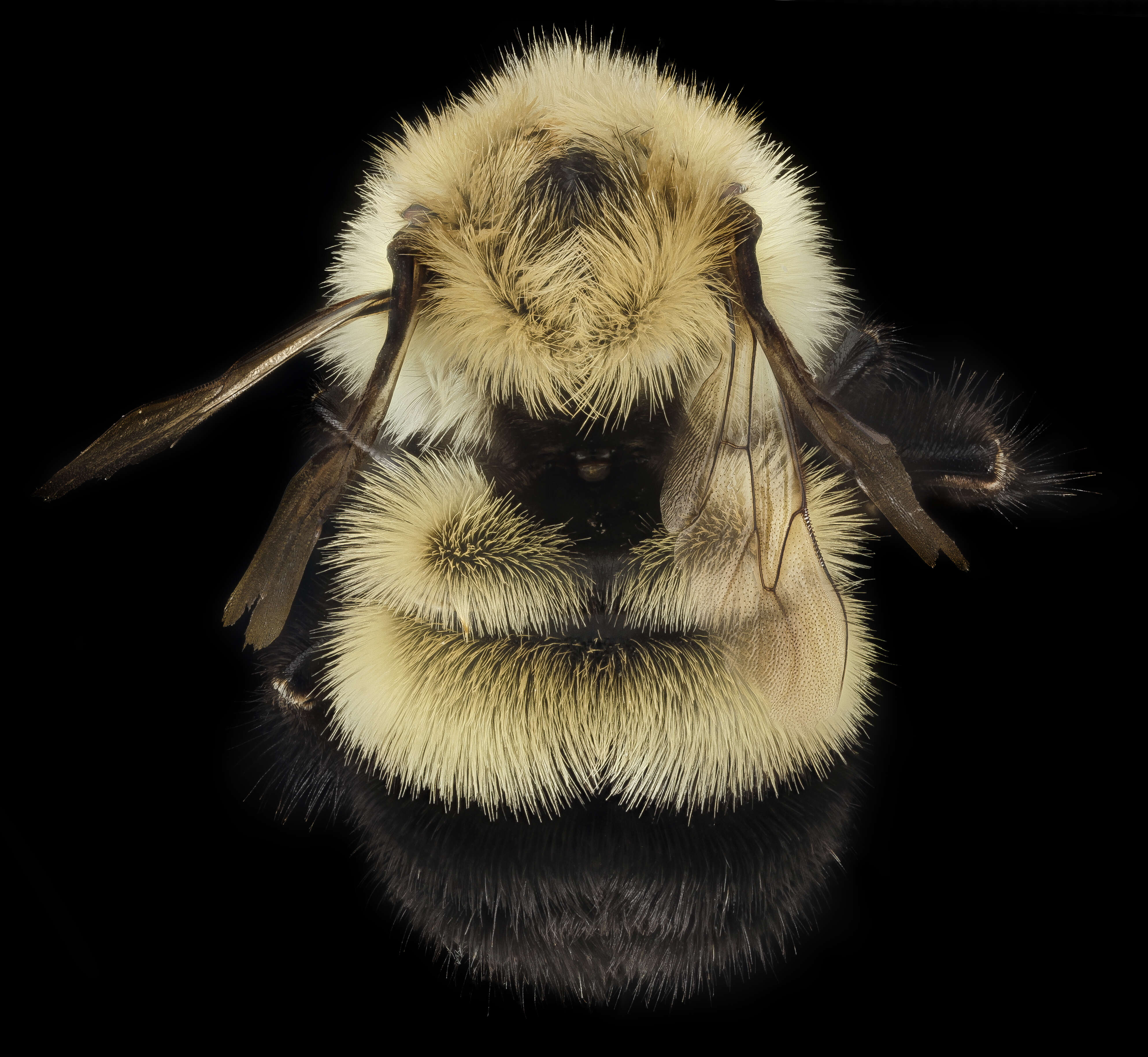 Image of Half-black Bumblebee