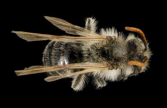 Image of Andrena wellesleyana Robertson 1897