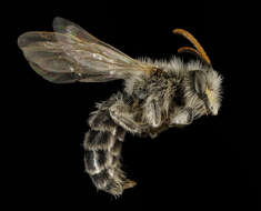 صورة Andrena wellesleyana Robertson 1897