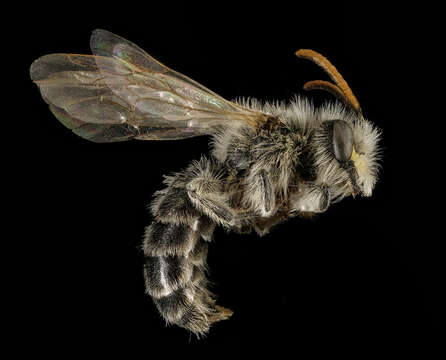 Image of Andrena wellesleyana Robertson 1897