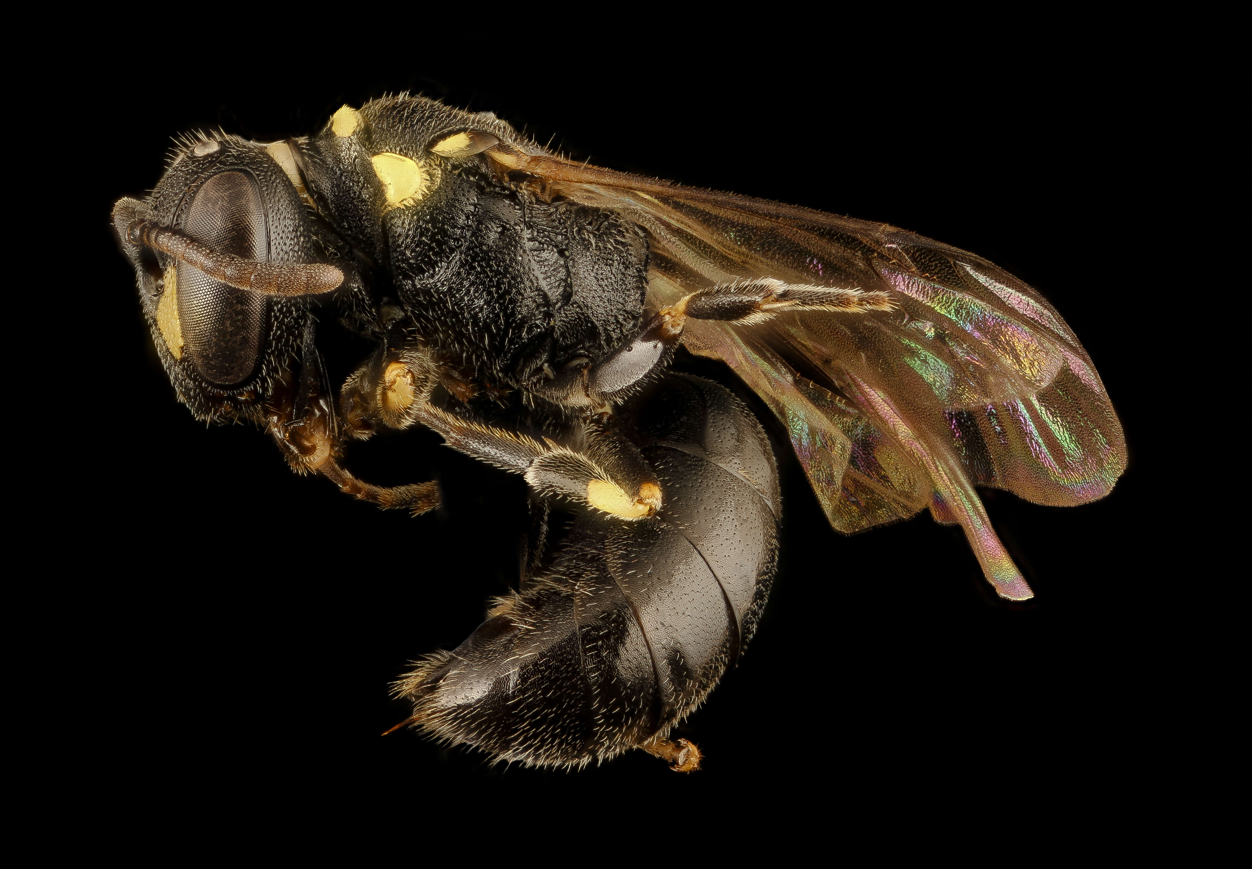 Image de Hylaeus pictipes Nylander 1852