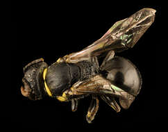 Image de Hylaeus pictipes Nylander 1852