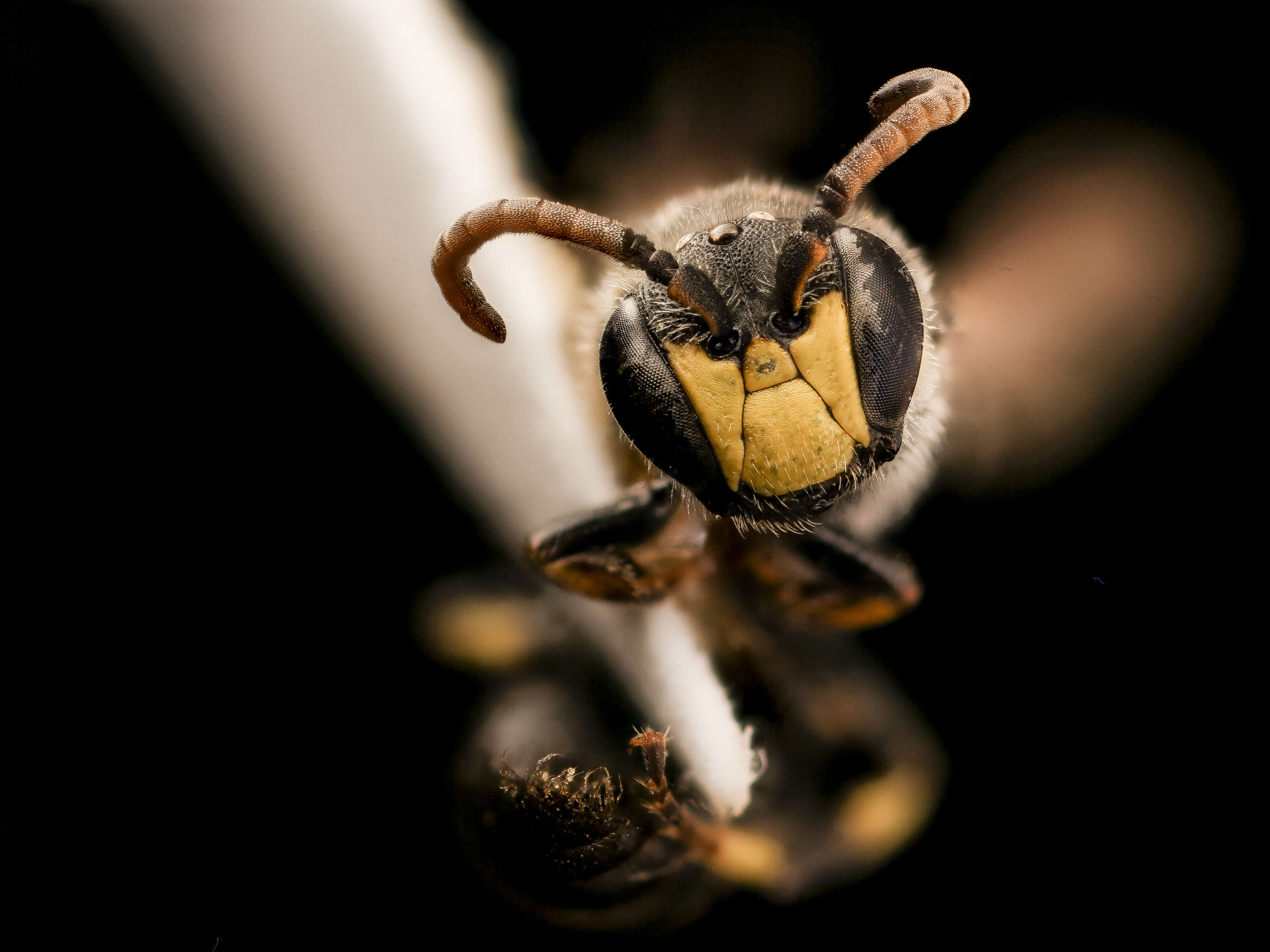 Image of Hylaeus sparsus (Cresson 1869)