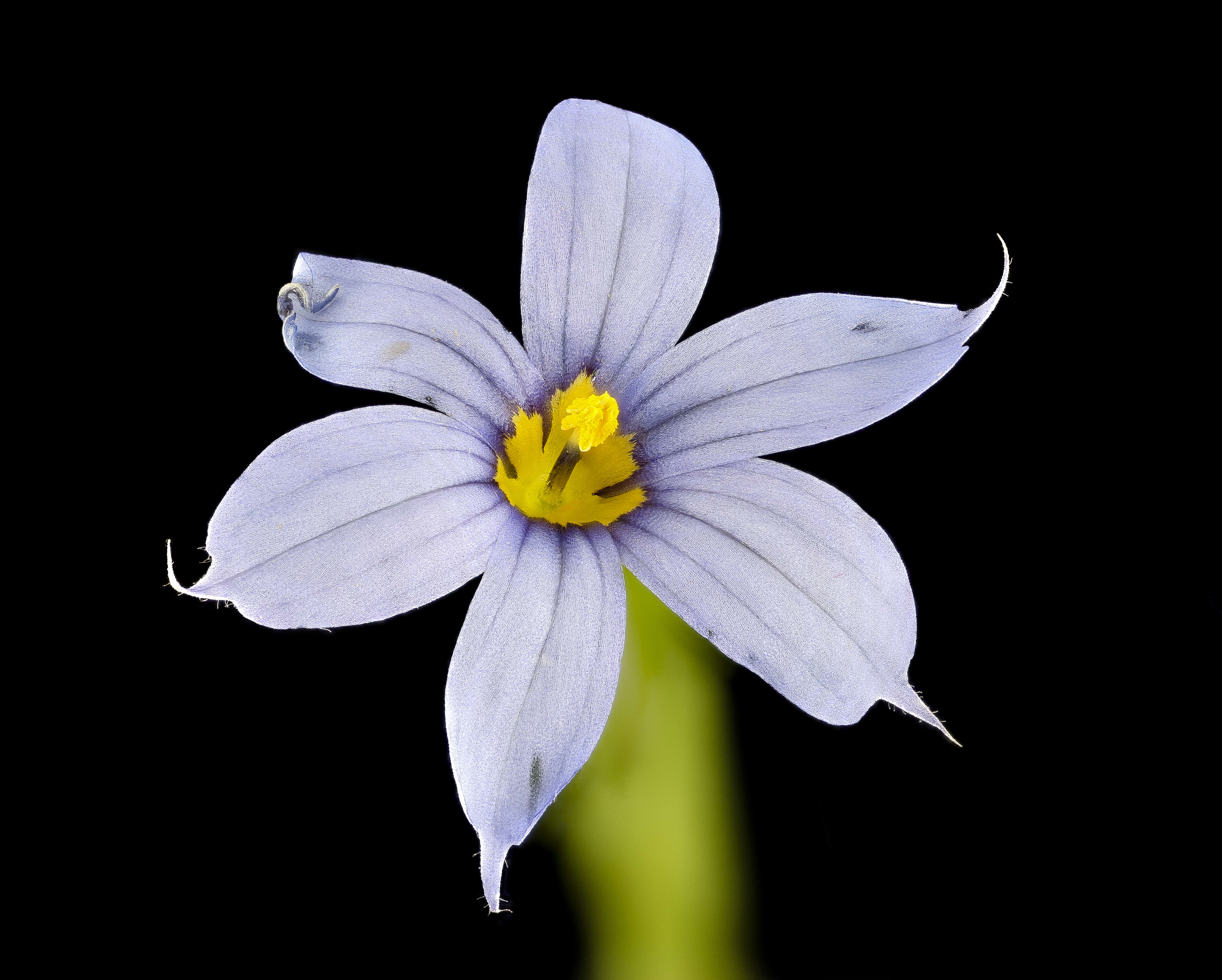 Image of narrowleaf blue-eyed grass