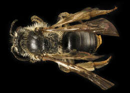 Image of Andrena forbesii Robertson 1891