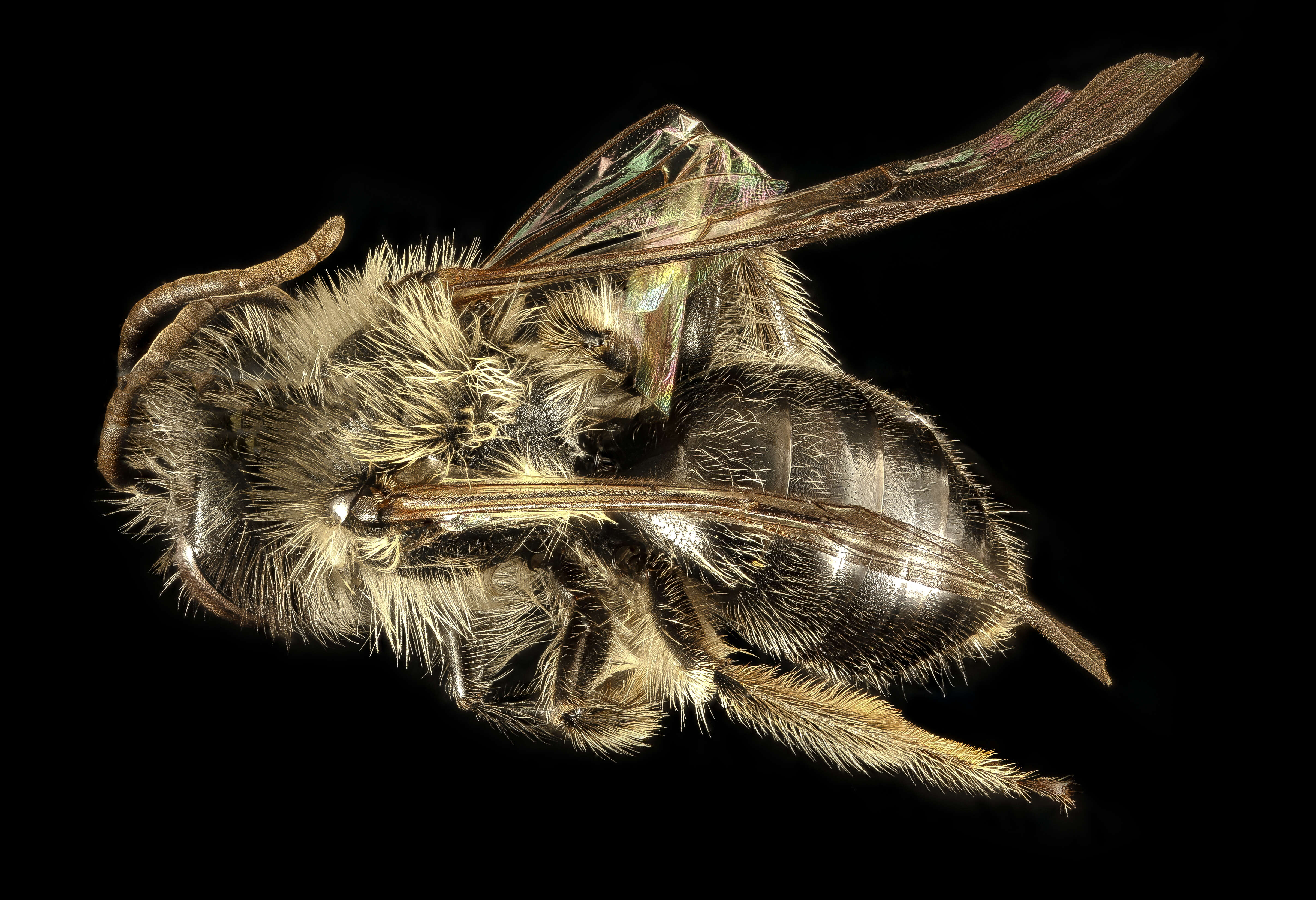 Imagem de Andrena carlini Cockerell 1901