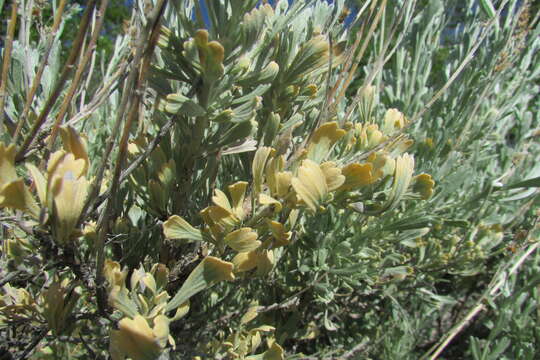 Imagem de Artemisia tridentata (Nutt.) W. A. Weber