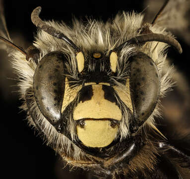 Image of Anthophora ursina Cresson 1869