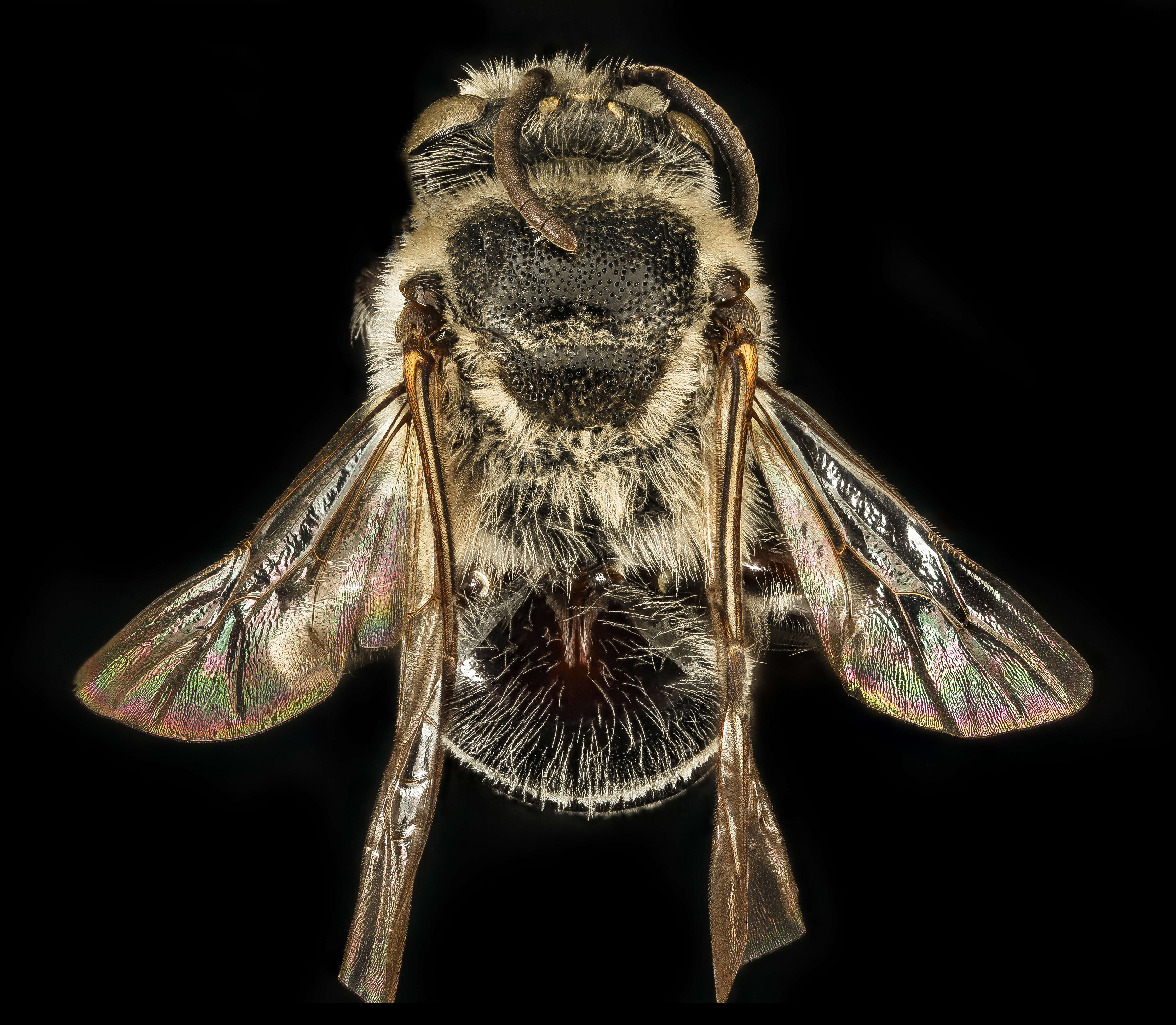 Image of Broad-footed Cellophane Bee