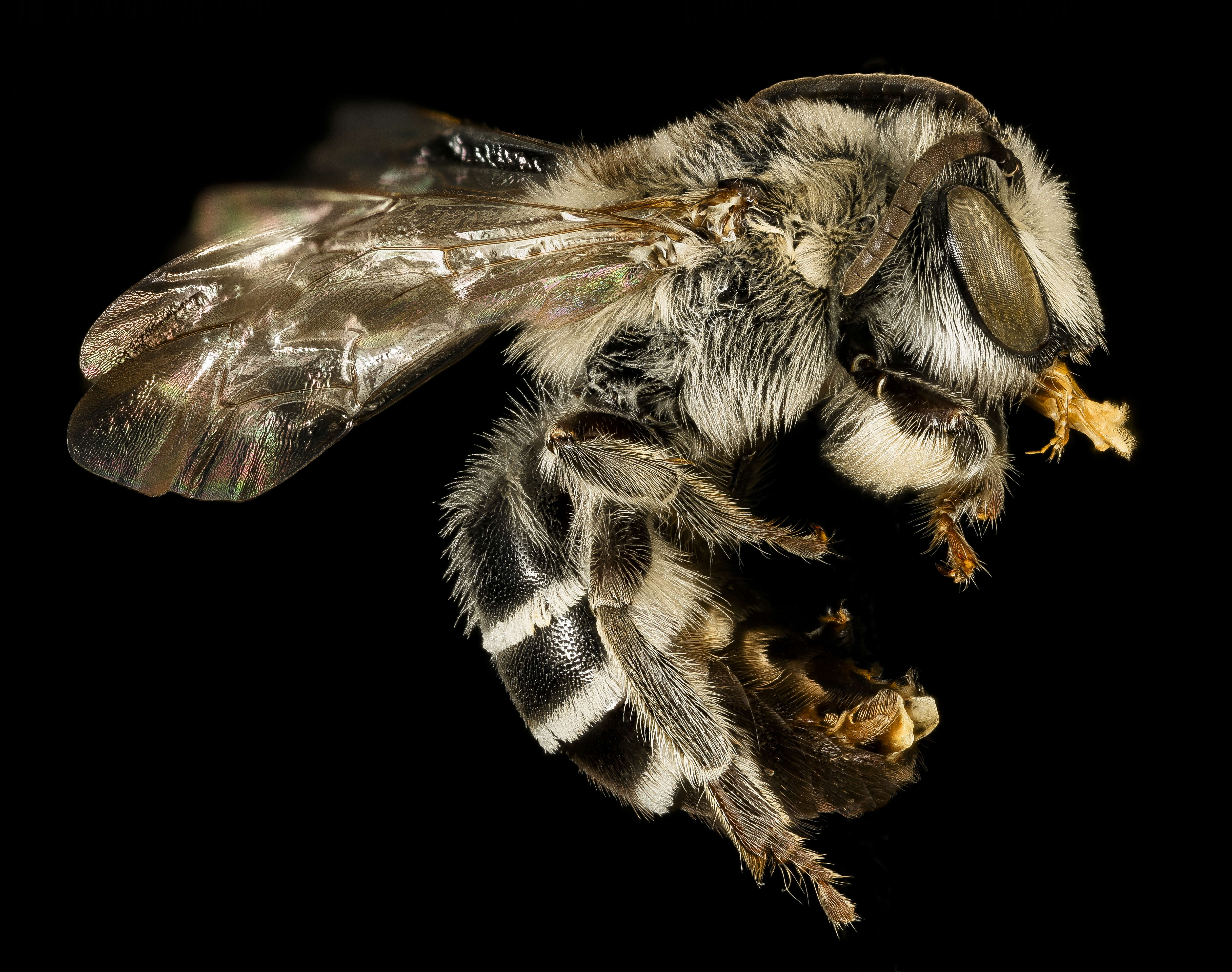 Image of Broad-footed Cellophane Bee