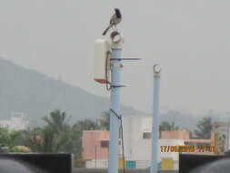 Image of White-browed Wagtail