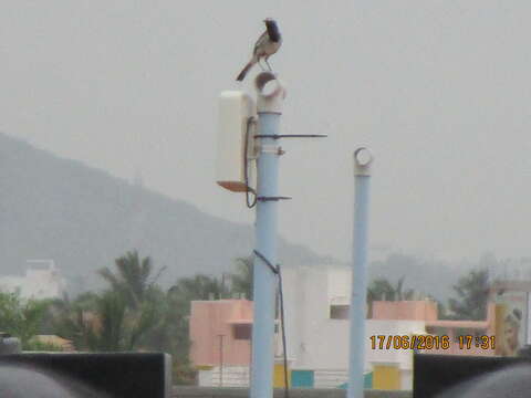 Image of White-browed Wagtail