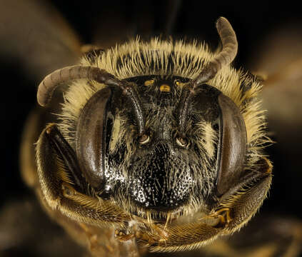 Image of Andrena spiraeana Robertson 1895