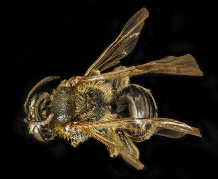 Image of Andrena spiraeana Robertson 1895