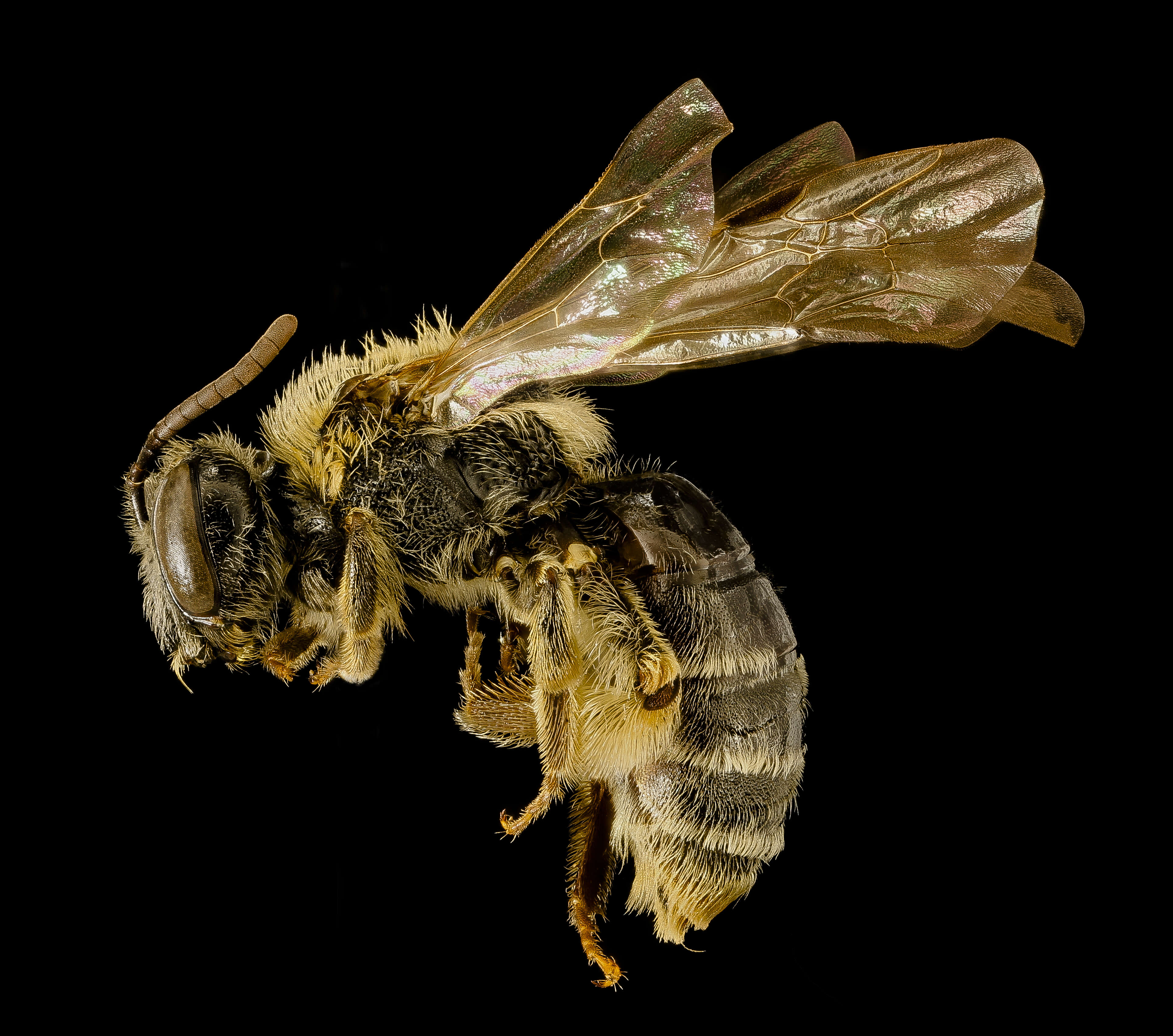 Image of Andrena spiraeana Robertson 1895