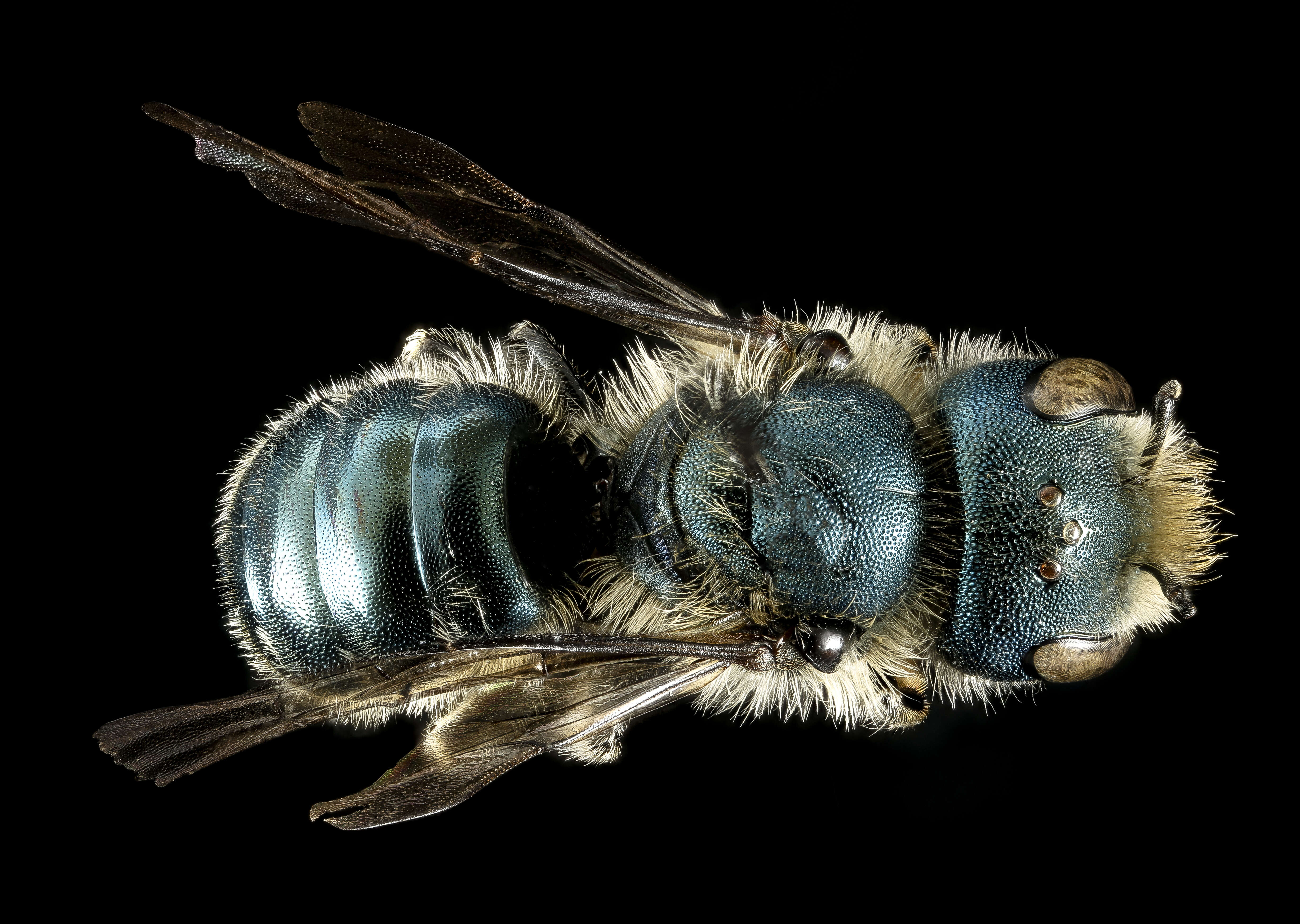 Image of Osmia georgica Cresson 1878