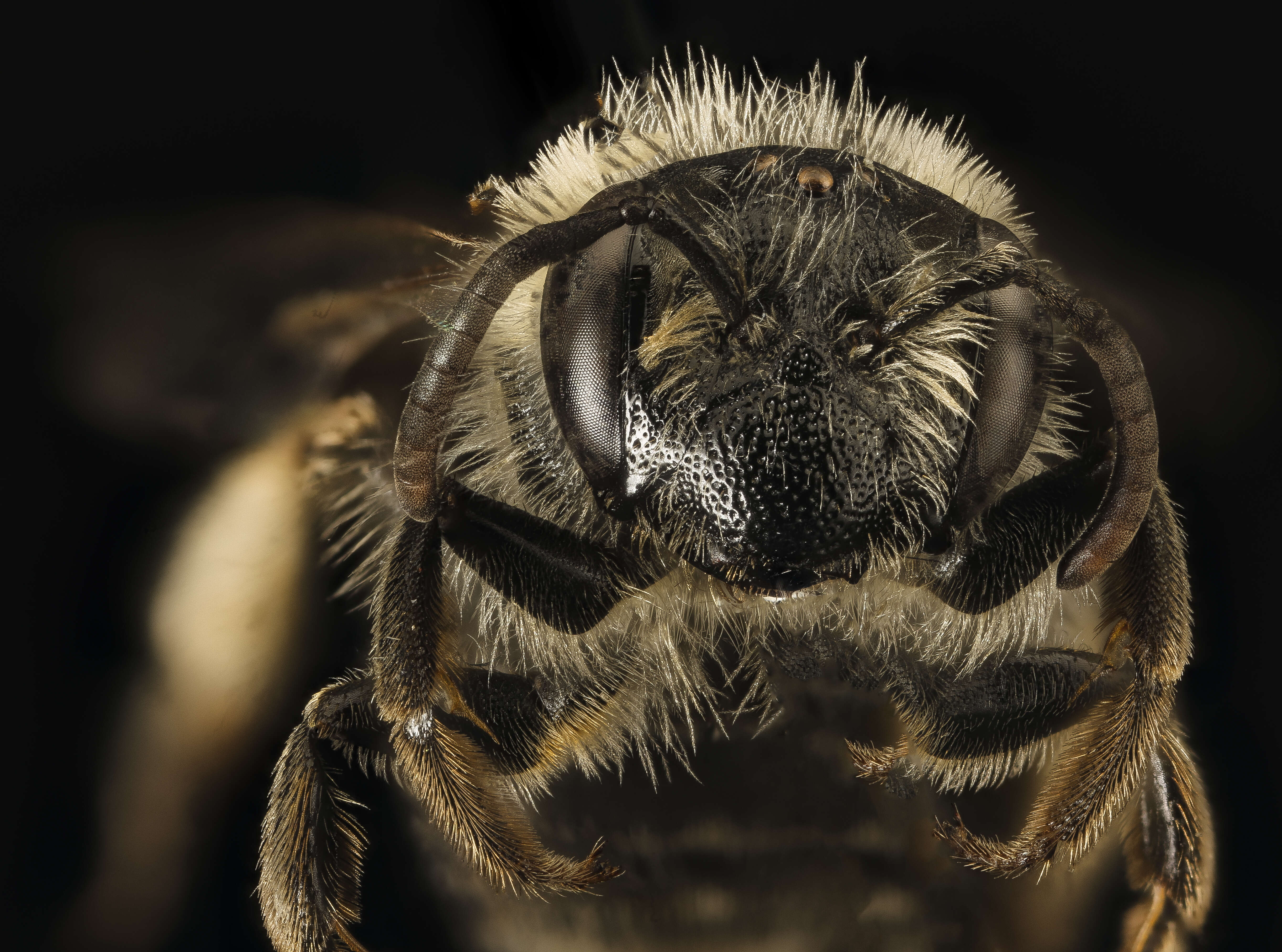 Image of Andrena forbesii Robertson 1891