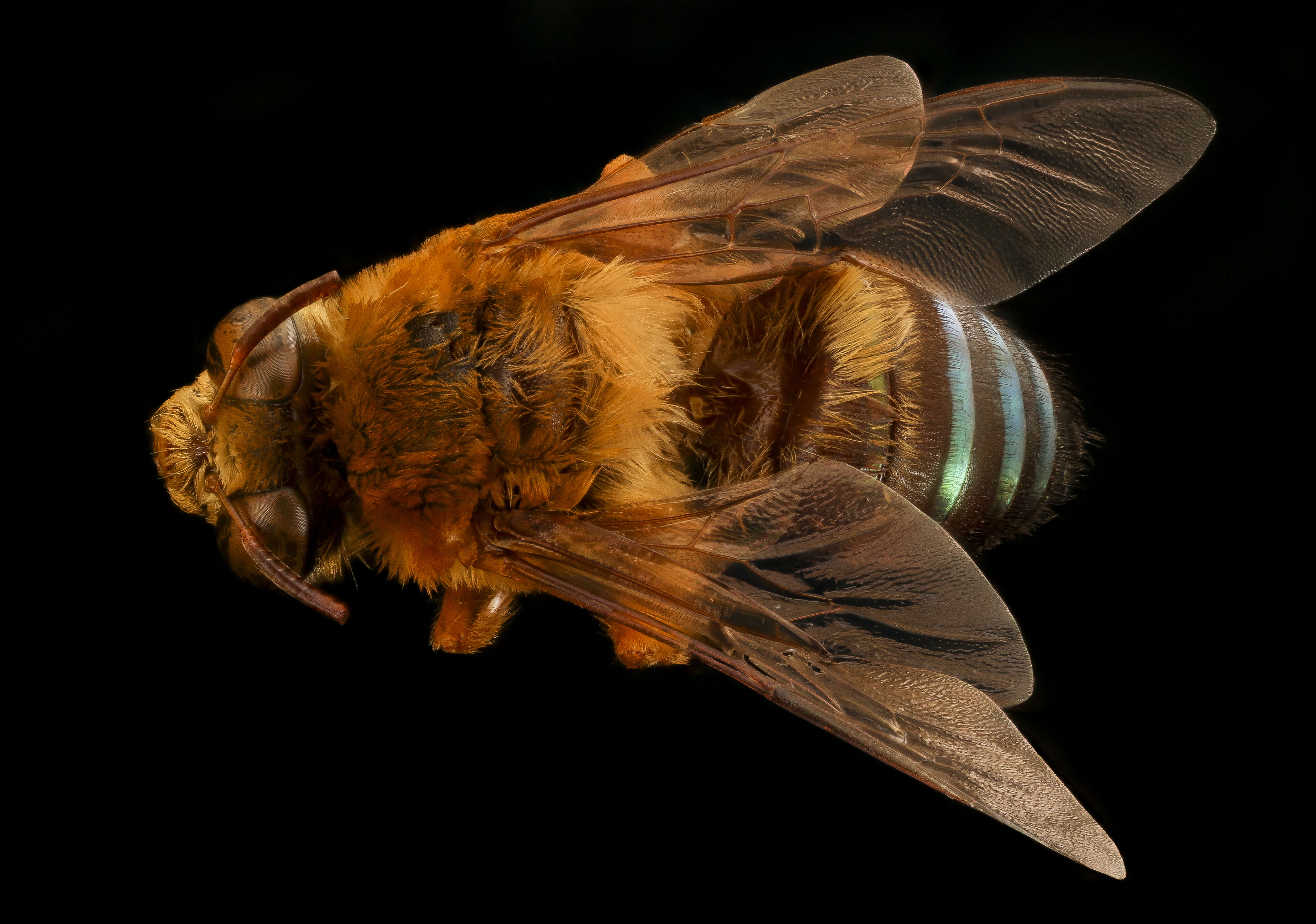 Image de Oxaea austera Gerstäcker 1867