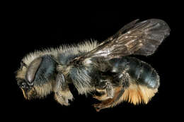 Image of Osmia georgica Cresson 1878