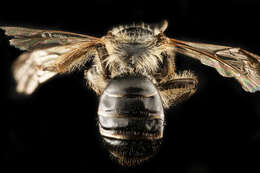 Image of Bradley's Andrena