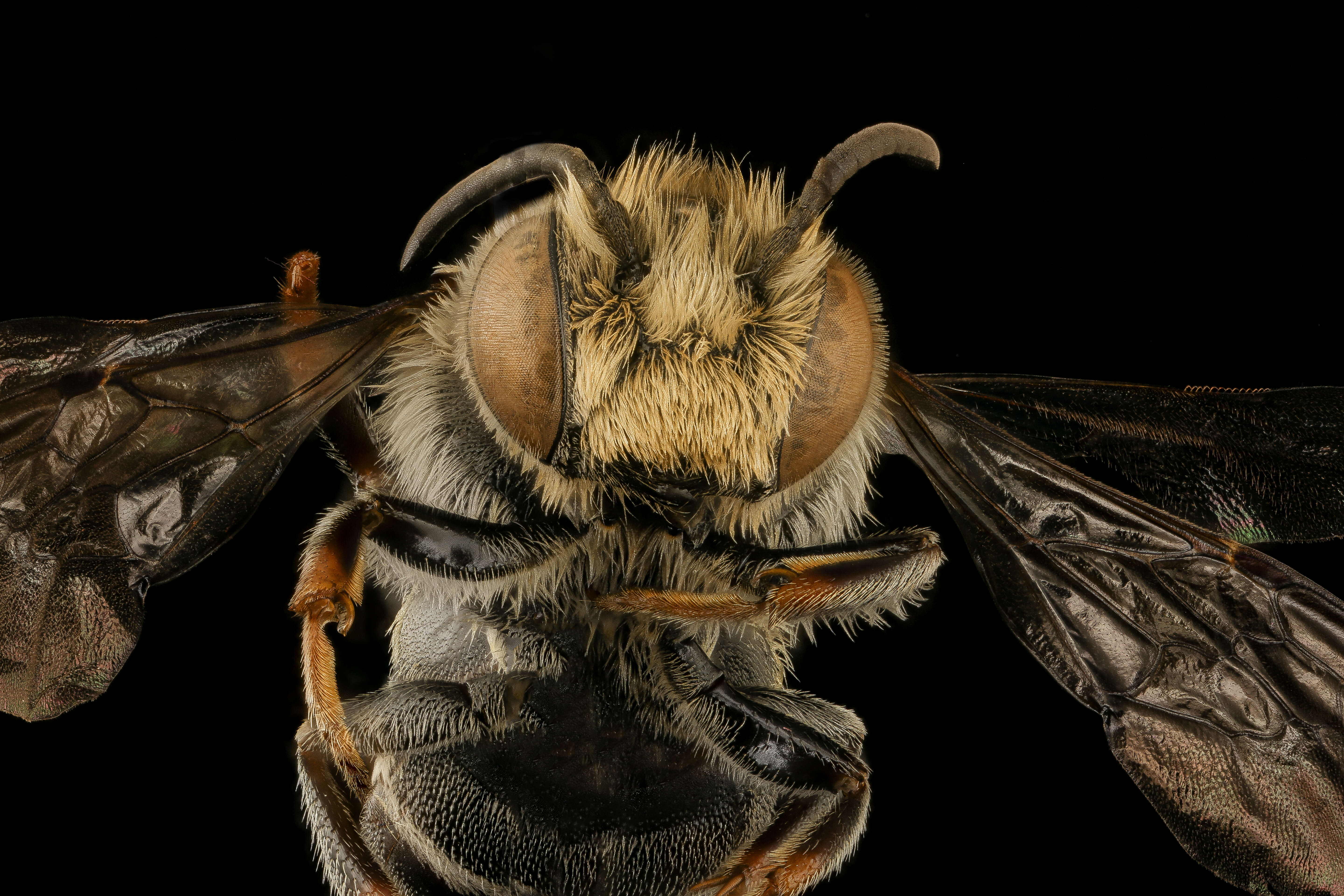 Image of Coelioxys immaculata Cockerell 1912