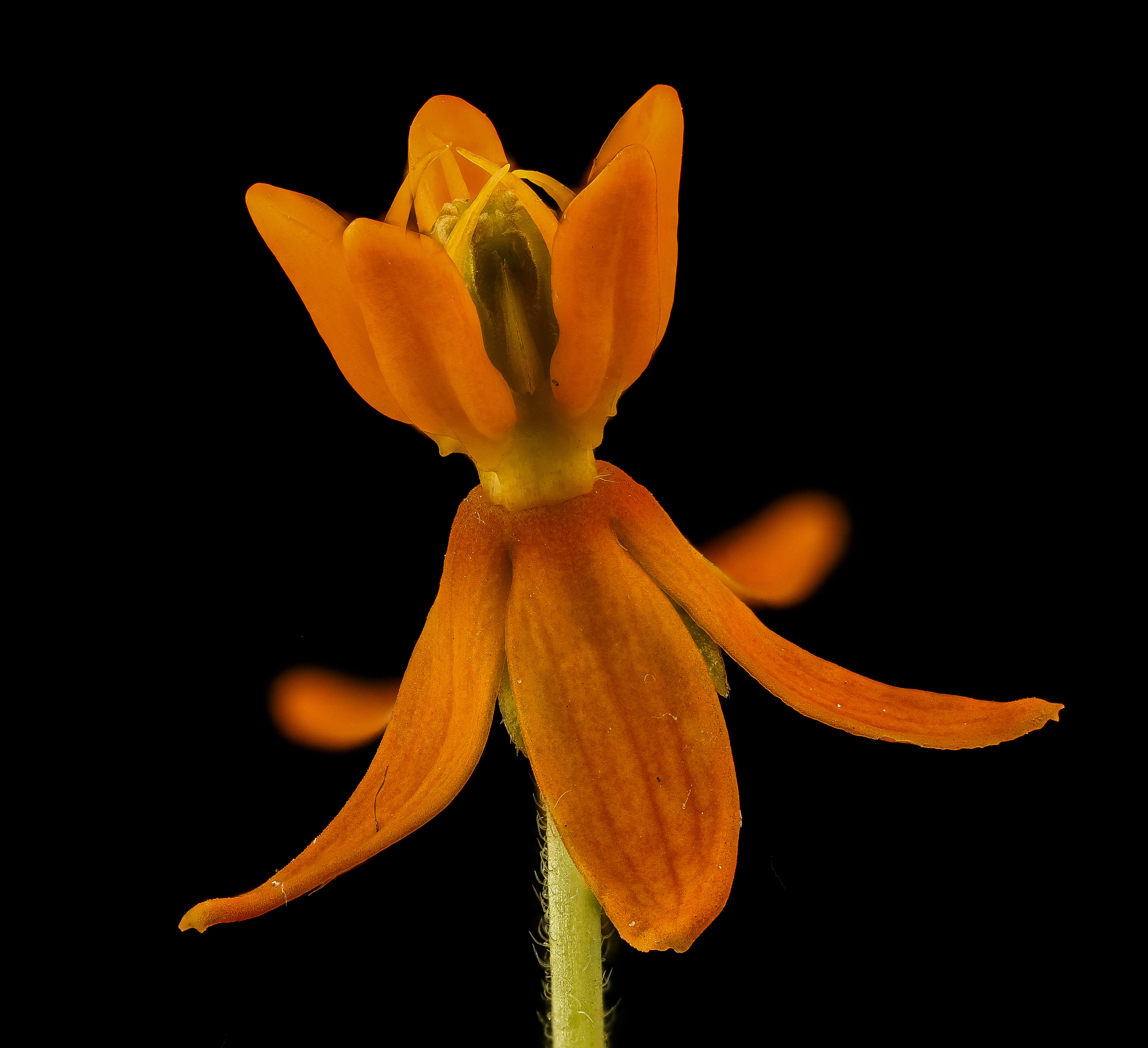 Imagem de Asclepias tuberosa L.